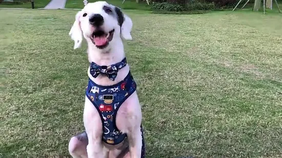 2021 Hot Sale Pet Supplies Wholesale Collars Dog Harness Customized Pattern Pet Products